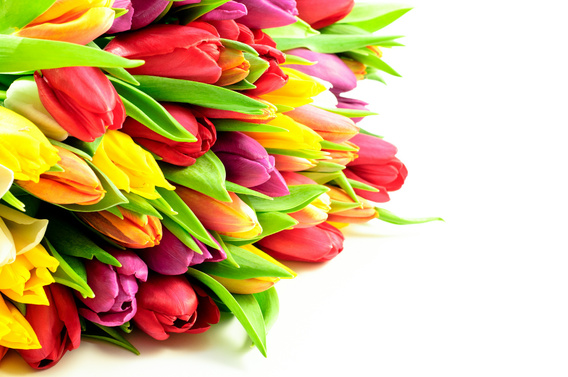 Soest Bloemen & Planten